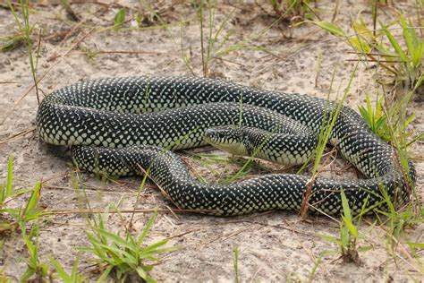 pictures of snakes in mississippi